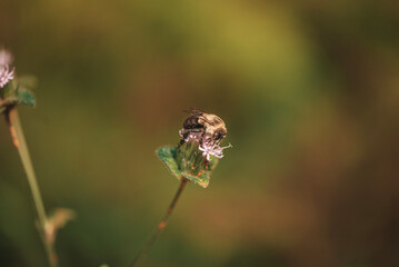 fly on a leaf