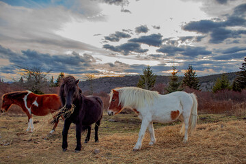 Wild ponies at Grayson Highlands