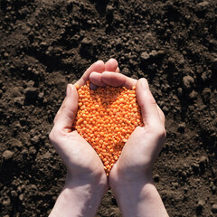 Palms full of lentils on a background of black earth. The concept of harvest, sowing company or agriculture. Global food crisis.