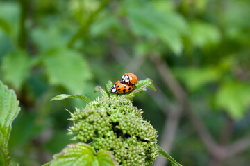 Fototapeta premium mating of two red ladybugs on a green leaf. Spring is time of love and reproduction. natural background