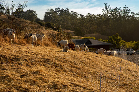 Goats grazing a dry California hillside to reduce vegetation and fire mitigation.