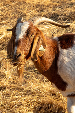 Goats grazing a dry California hillside to reduce vegetation and fire mitigation.