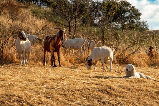 Goats grazing a dry California hillside to reduce vegetation and fire mitigation.