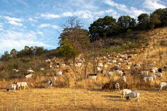 Goats grazing a dry California hillside to reduce vegetation and fire mitigation.