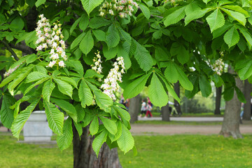 Aesculus hippocastanum or horse chestnut tree in bloom, city park. White flowering flowers on branches, green leaves - 512208168