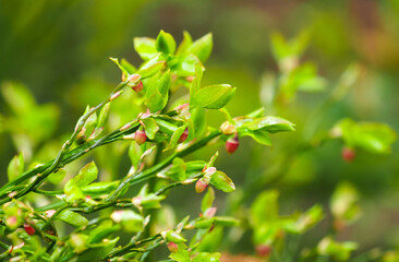 Blooming bilberry or Vaccinium myrtillus, wild plant with edible, dark blue berries. Blueberry bushes in spring