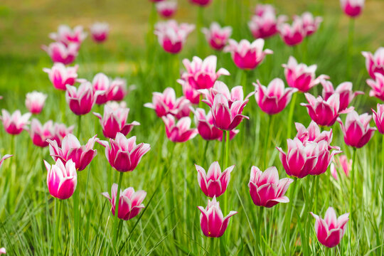 Purple and white lily-flowered tulips bloom in garden. Tulip lily flowering Claudia