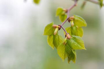 Naklejka premium Tilia. Linden branch with green spring leaves, copy space