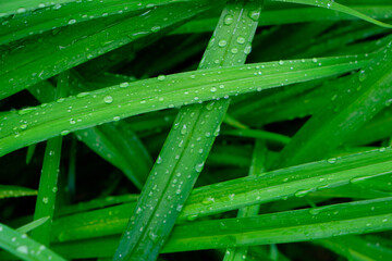 Background, raindrops on green flower stems, wet foliage after rain.