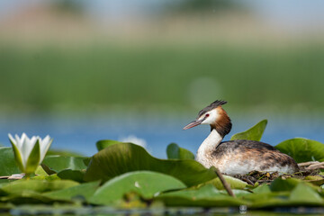 Crested grebe on the nest in white water lilies