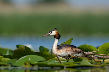 Crested grebe on the nest in white water lilies