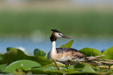 Crested grebe on the nest in white water lilies