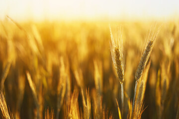 Wheat field. Ears of golden wheat close up. Beautiful Nature Sunset Landscape. Rural Scenery under Shining Sunlight. Background of ripening ears of wheat field.