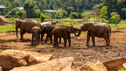 Elephants at the Pinnawala Elephant Orphanage. Sri Lanka