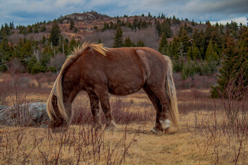 Wild pony at Grayson Highlands