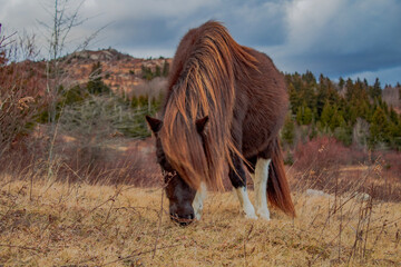 horse in the field