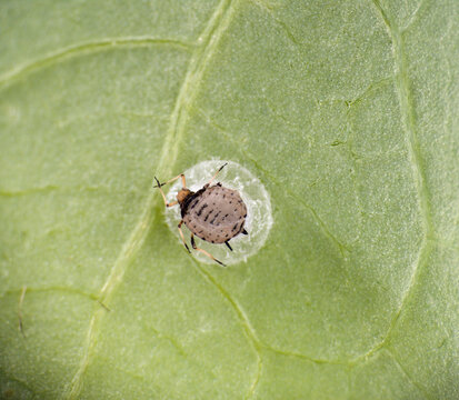 Blackfly Aphid Dead Due To Praon Braconid Parasitic Wasps.