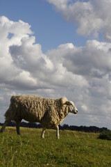 Obraz premium hetlinger redoubt with close up of sheep