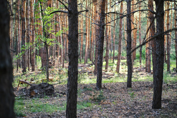 Pine forest on sunny warm day.