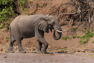 Elephant going for a drink  in a dry riverbed in a Game Reserve in the Tuli Block in Botswana