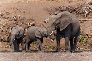 Elephant, famale and baby,  going for a drink  in a dry riverbed in Mashatu Game Reserve in the Tuli Block in Botswana