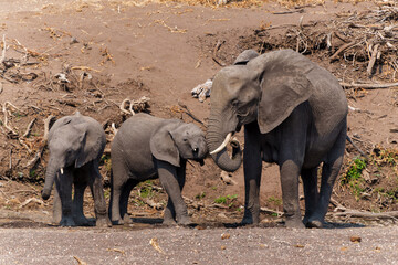 Fototapeta premium Elephant, famale and baby, going for a drink in a dry riverbed in Mashatu Game Reserve in the Tuli Block in Botswana
