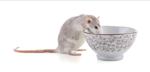 Cute bicolor rat with a bowl