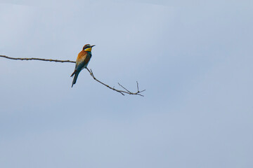 bee-eater bird on the branch in summer
