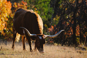 Texas longhorn cow grazing in autumn countryside on Texas farm.