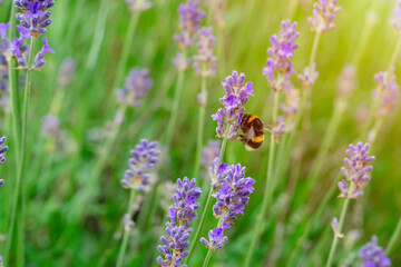 closeup of bumblebee on lavender flower  on sunny summer day Summer flowers.  Summertime     High quality phot