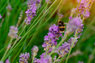 closeup of bumblebee on lavender flower  on sunny summer day Summer flowers.  Summertime     High quality phot
