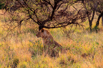 Two lionesses (Panthera leo) resting under a tree in Serengeti National Park, Tanzania
