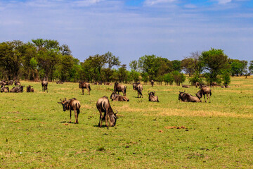 Herd of blue wildebeest (Connochaetes taurinus) in savannah in Serengeti national park in Tanzania. Great migration