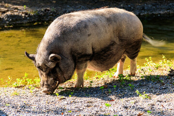 Domestic pig by a pond in farm