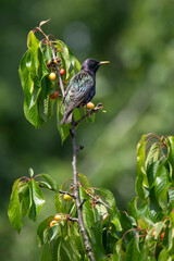 big  starling on cherry branch in summer