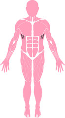 Muscles of the human body from the fron