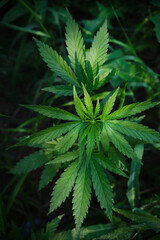 Cannabis bush is a narcotic and medicinal plant.