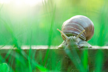 garden snail close-up on a green natural background