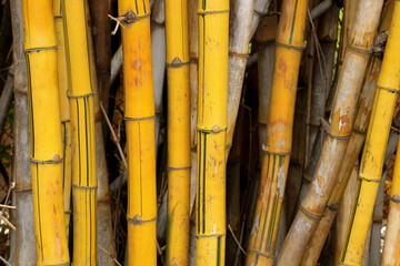 Close-up view of the Bamboo stalk.
