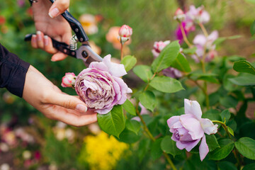 Woman deadheading rose with rain damage in summer garden. Gardener cutting wilted flowers off with...