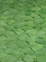 Green leaves pattern. Landscape of fresh leaves. Many natural leaves bacground.