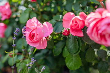Leonardo da Vinci pink rose blooming in summer garden by lavender. Meilland selection roses flowers