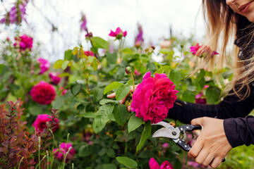 Woman cutting blooming rose flowers in summer garden. Gardener using pruner. William Shakespeare...