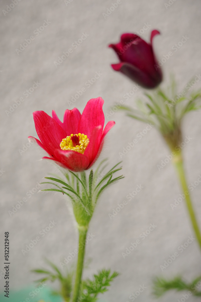 Wall mural Red coneflower in detail on a plant.