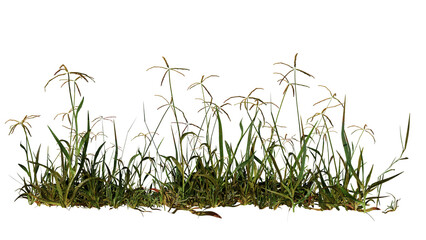 bahiagrass, Paspalum notatum isolated on white background