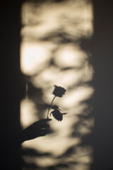 silhouette of a person holding a flower