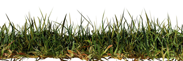 green grass isolated on white background, banner format 