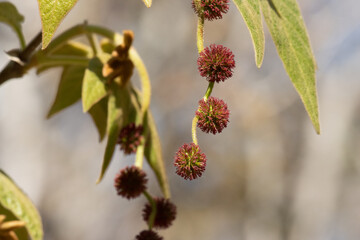 Red flowering pistillate racemose head inflorescences of Platanus Racemosa, Platanaceae, native perennial monoecious deciduous tree in the Santa Monica Mountains, Winter.