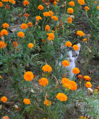 Gato escondido por entre flores de cor laranja de um jardim a espreitar com curiosidade