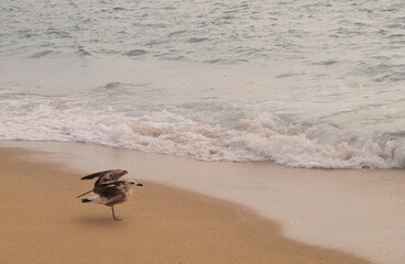 Gaivota pousada na areia da praia perto da água do mar em posição de levantar voo